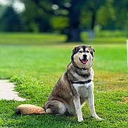 Cash is registered to the contest to win money with this photo: animal, canine, collar, cute, daylight, dog, friendly, fur, grass, greenery, happy, leash, mammal, nature, outdoor, park, pet, sitting, smiling, tongue_out