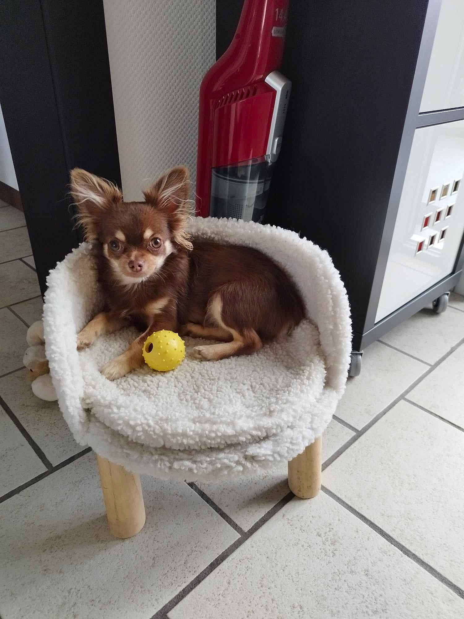 Jazz a rejoint le concours — aidez-le/la à gagner de superbes lots ! canidae, carnivore, cat, cat_supply, companion_dog, dog_breed, dog_supply, domestic_short_haired_cat, fawn, felidae, flooring, fur, outdoor_furniture, pet_supply, small_to_medium_sized_cats, snout, tail, whiskers, wicker, wood