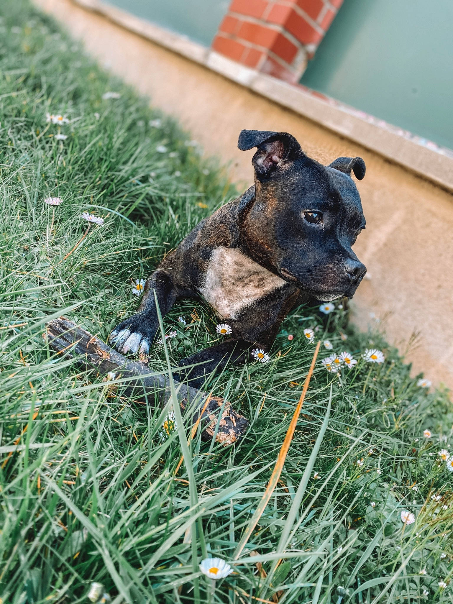 Foxy a rejoint le concours — aidez-le/la à gagner de superbes lots ! american_pit_bull_terrier, canidae, carnivore, dog, dog_breed, dutch_shepherd_dog, fawn, flower, grass, lawn, mammal, non_sporting_group, patterdale_terrier, plant, puppy, snout, sporting_group, staffordshire_bull_terrier, vertebrate