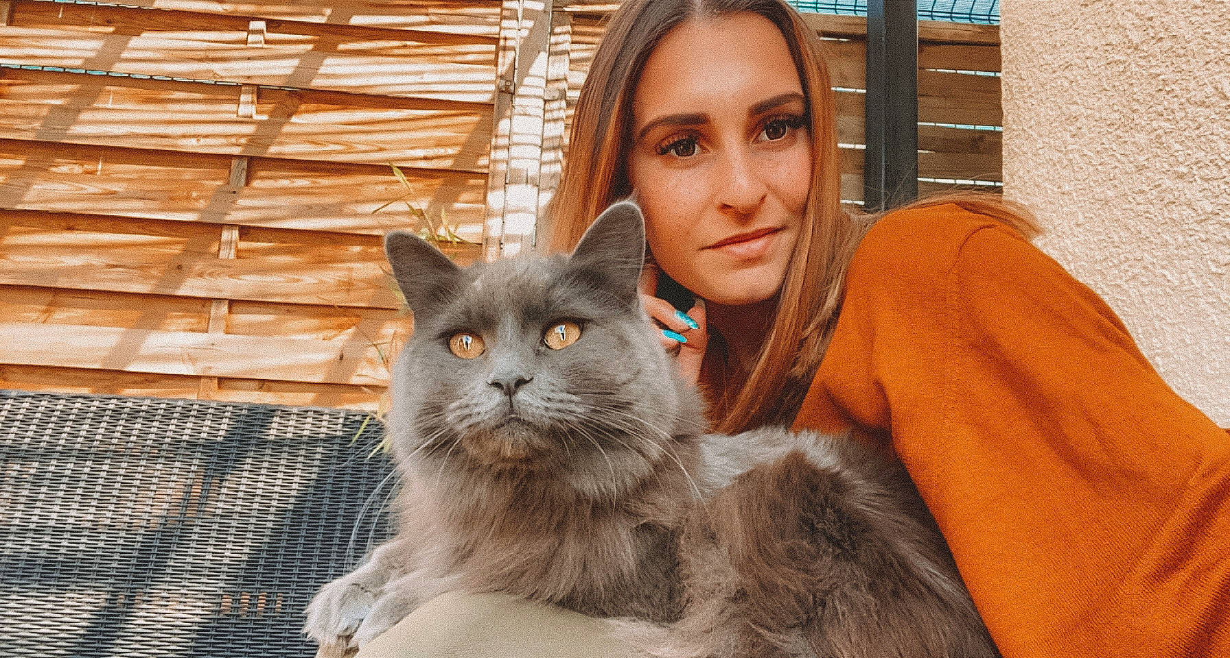 Redbull a rejoint le concours — aidez-le/la à gagner de superbes lots ! british_longhair, carnivore, cat, comfort, domestic_short_haired_cat, eye, fawn, felidae, formal_wear, fur, grey, happy, mammal, sitting, small_to_medium_sized_cats, smile, snout, vertebrate, whiskers, wood