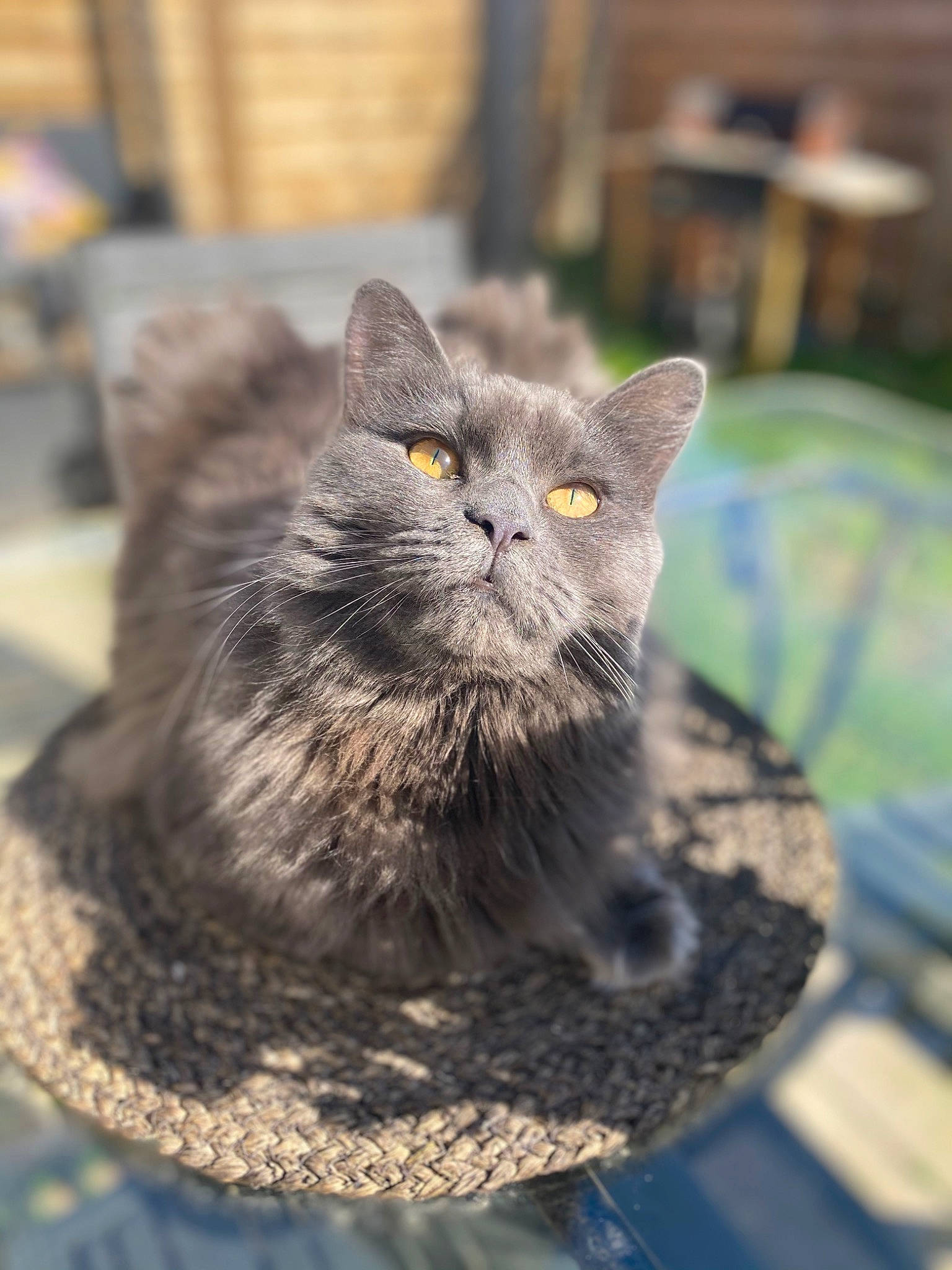 Redbull a rejoint le concours — aidez-le/la à gagner de superbes lots ! black_cat, british_longhair, carnivore, cat, claw, domestic_short_haired_cat, felidae, fur, grey, sitting, small_to_medium_sized_cats, snout, terrestrial_animal, whiskers, window