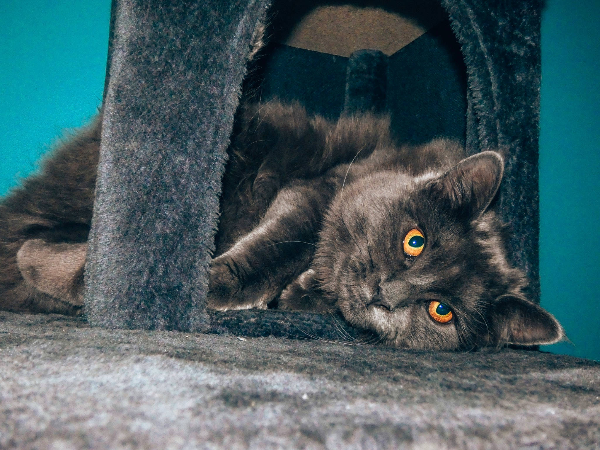 Redbull a rejoint le concours — aidez-le/la à gagner de superbes lots ! asphalt, black_cat, carnivore, cat, claw, domestic_short_haired_cat, electric_blue, eye, felidae, fur, grass, grey, paw, photo_caption, small_to_medium_sized_cats, snout, tail, tree, whiskers, wildlife