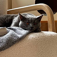 Berlioz a rejoint le concours — aidez-le/la à gagner de superbes lots ! amber_eyes, blanket, book, cat, chair, close_up, comfort, cozy, domestic_animal, furniture, gray_cat, home, indoor, pet, relaxed, resting, soft, texture, warm_light, wooden_armrest