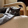 amber_eyes, blanket, book, cat, chair, close_up, comfort, cozy, domestic_animal, furniture, gray_cat, home, indoor, pet, relaxed, resting, soft, texture, warm_light, wooden_armrest