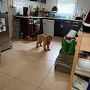 Nougat participe au concours pour gagner de l'argent avec cette photo : dog, kitchen, floor, tile, mop, water_bottle, dishwasher, window, curtain, cabinet, bag, pet_bed, appliance, countertop, flower, cleaning_tools, household_items, indoor, curious, brown_dog
