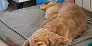 Nougat participe au concours pour gagner de l'argent avec cette photo : dog, sleeping, cushion, indoor, pet, floor, tile, household, detergent, relaxing, brown, cozy, resting, fur, paw, container, cleaning, quiet, domestic, calm