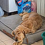dog, sleeping, cushion, indoor, pet, floor, tile, household, detergent, relaxing, brown, cozy, resting, fur, paw, container, cleaning, quiet, domestic, calm