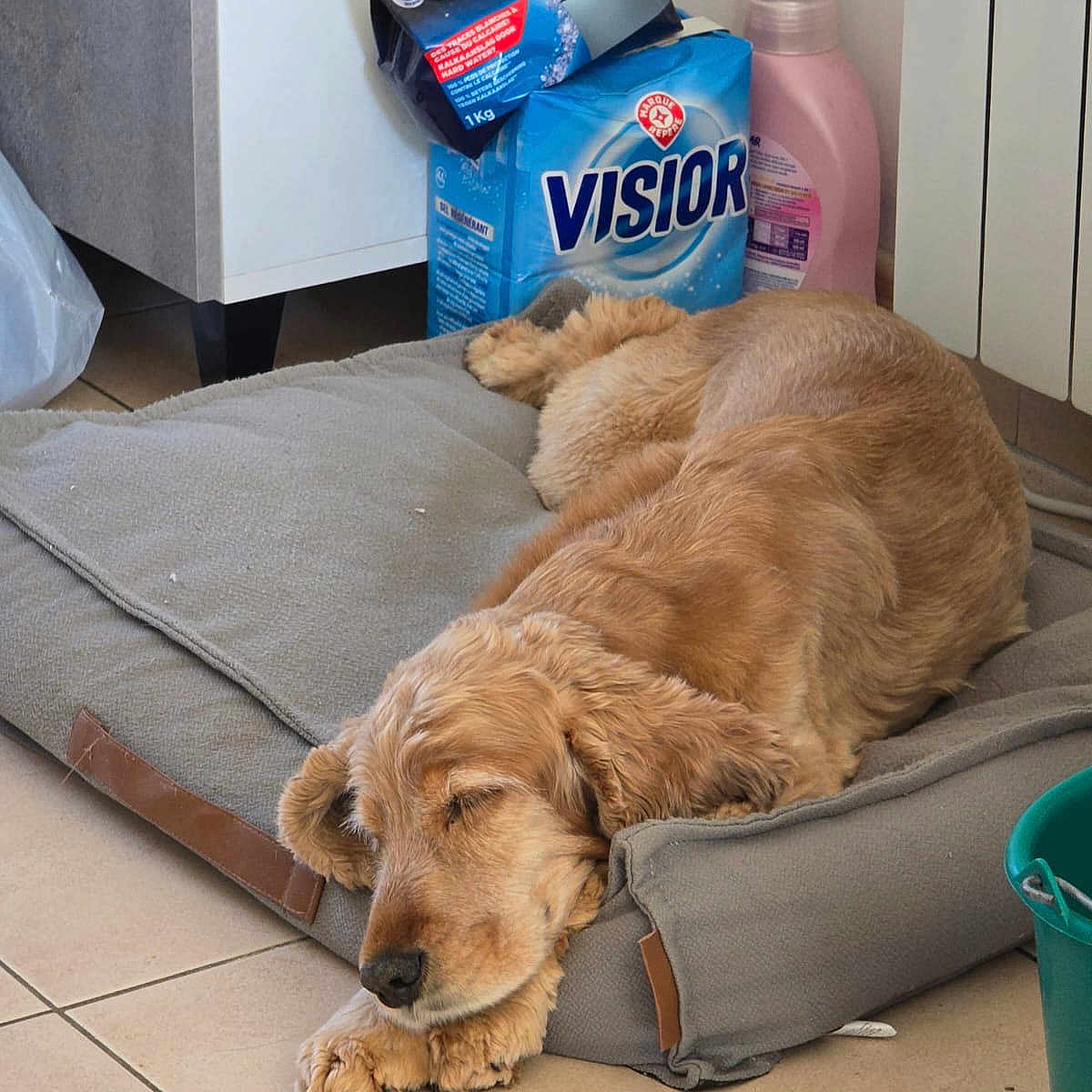 Nougat participe au concours pour gagner de l'argent avec cette photo : brown, calm, cleaning, container, cozy, cushion, detergent, dog, domestic, floor, fur, household, indoor, paw, pet, quiet, relaxing, resting, sleeping, tile