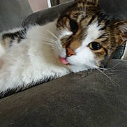 Rocco a rejoint le concours — aidez-le/la à gagner de superbes lots ! animal, blep, cat, close_up, couch, cute, ears, face, feline, fur, furniture, home, indoor, pet, relaxed, tabby, tongue_out, water_bottle, whiskers, white_fur