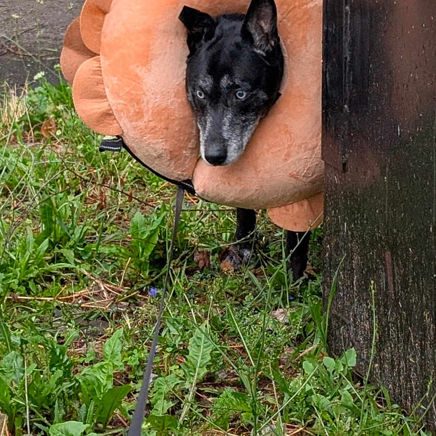 Yoshi