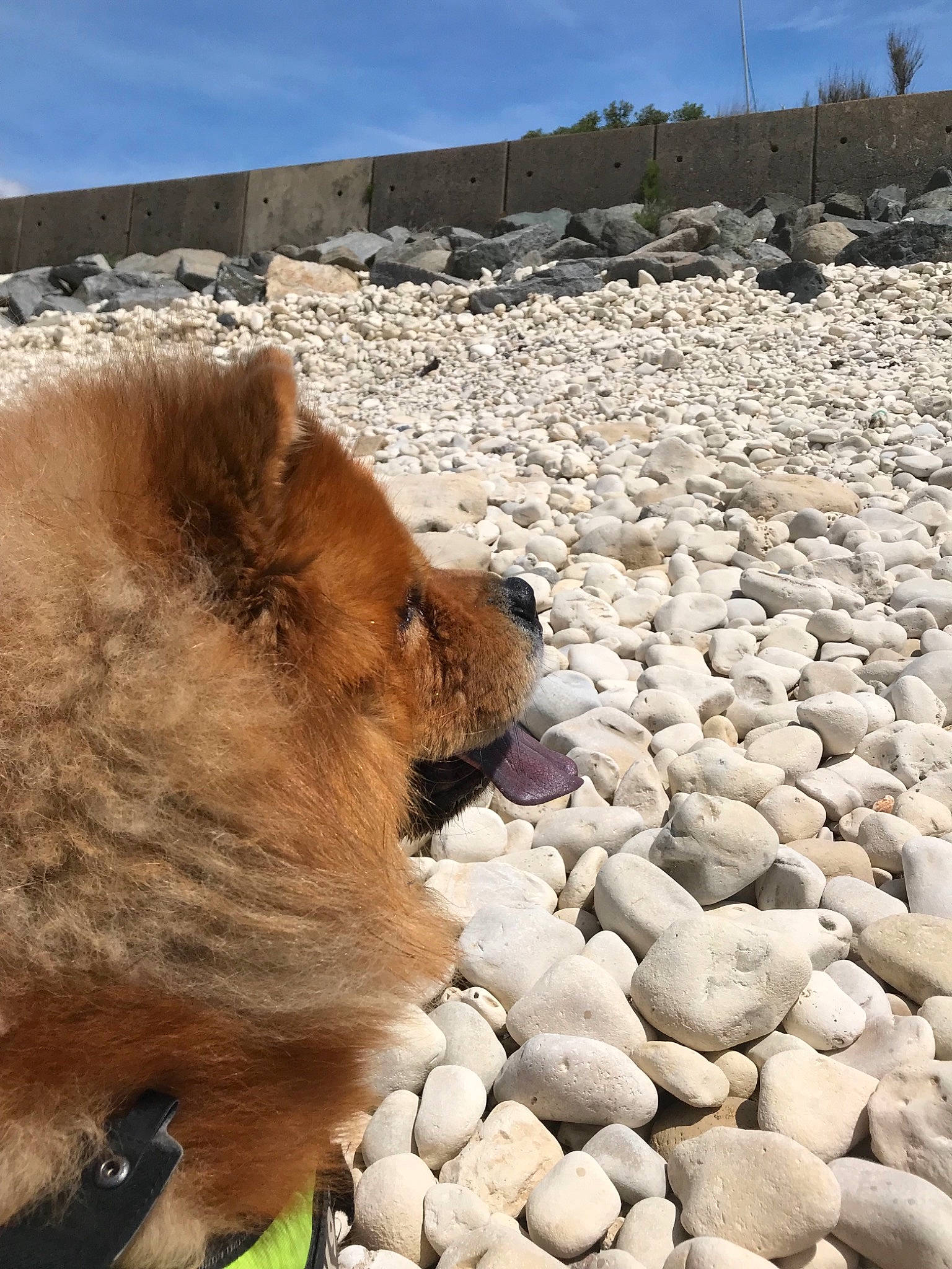 Bouba a rejoint le concours — aidez-le/la à gagner de superbes lots ! canidae, carnivore, chow_chow, dog, dog_breed, eurasier, fawn, finnish_spitz, german_spitz_mittel, non_sporting_group, pomeranian, rock, snout, spitz