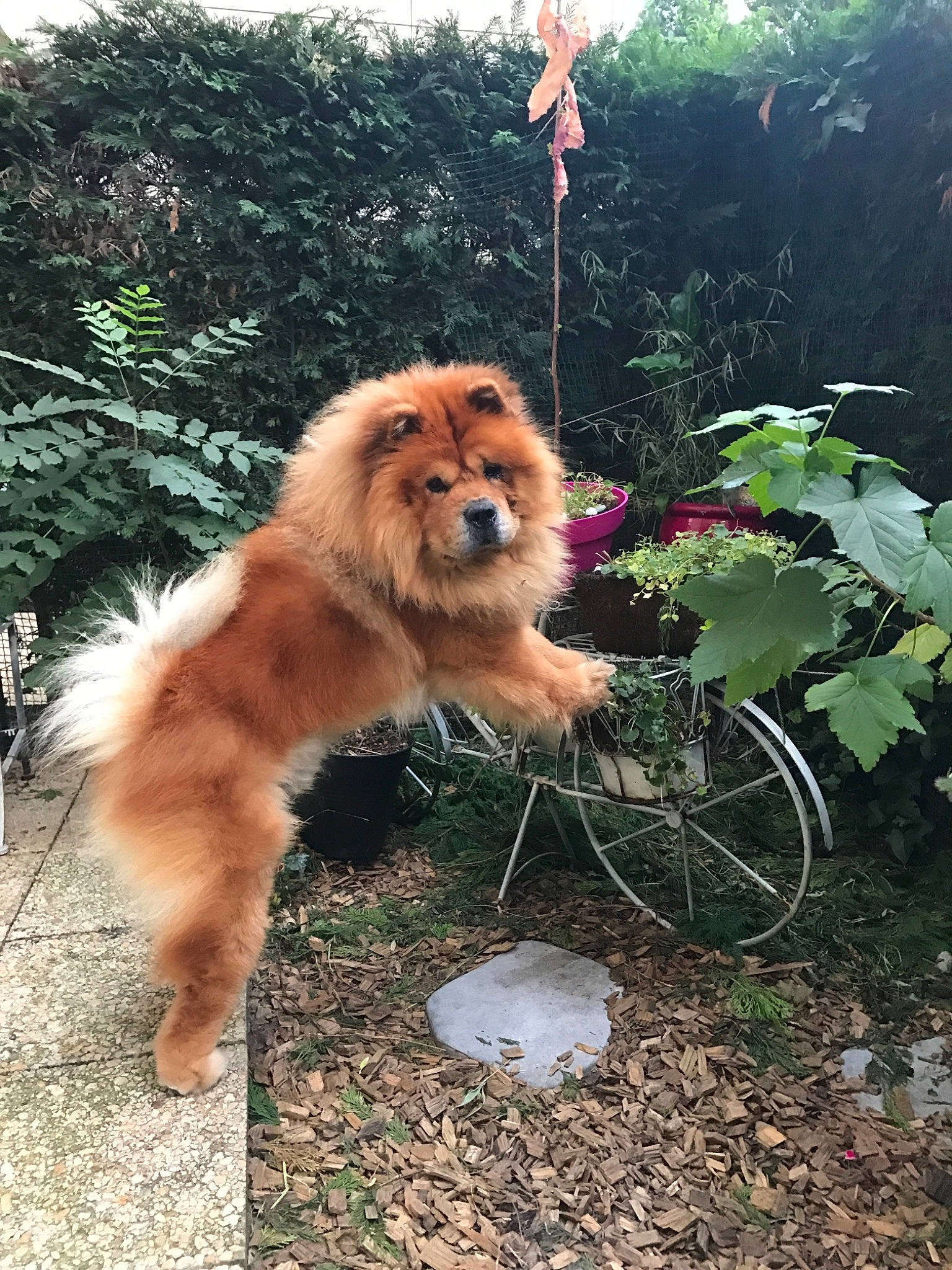Bouba participe au concours pour gagner de l'argent avec cette photo : canidae, carnivore, chow_chow, companion_dog, dog, dog_breed, eurasier, fawn, finnish_spitz, german_spitz, german_spitz_klein, german_spitz_mittel, mammal, non_sporting_group, plant, pomeranian, spitz, sporting_group, vertebrate