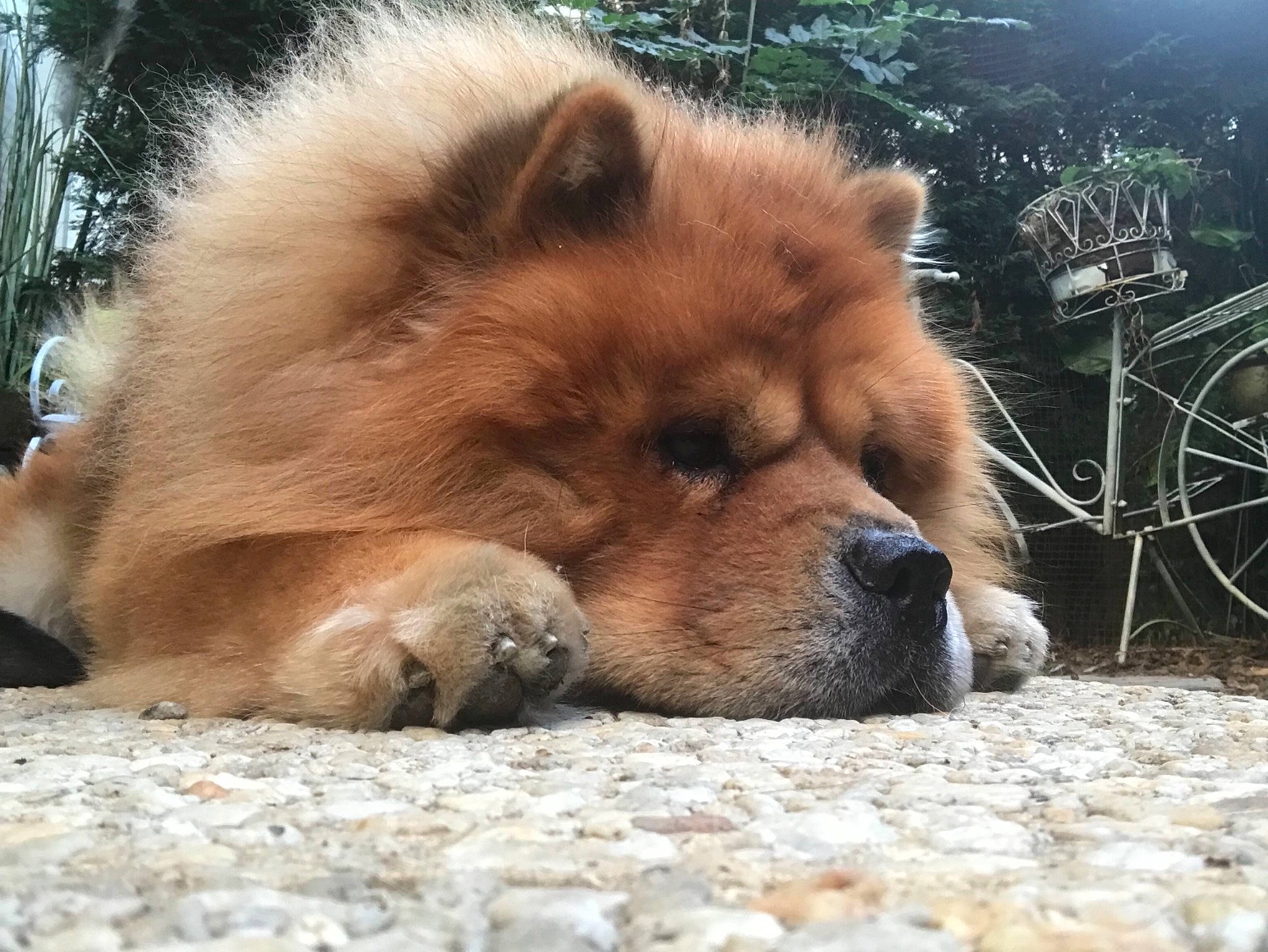 Bouba participe au concours pour gagner de l'argent avec cette photo : akita, ancient_dog_breeds, canidae, carnivore, chow_chow, companion_dog, dog, dog_breed, eurasier, fawn, food, mammal, non_sporting_group, nose, puppy, snout, sporting_group, vertebrate