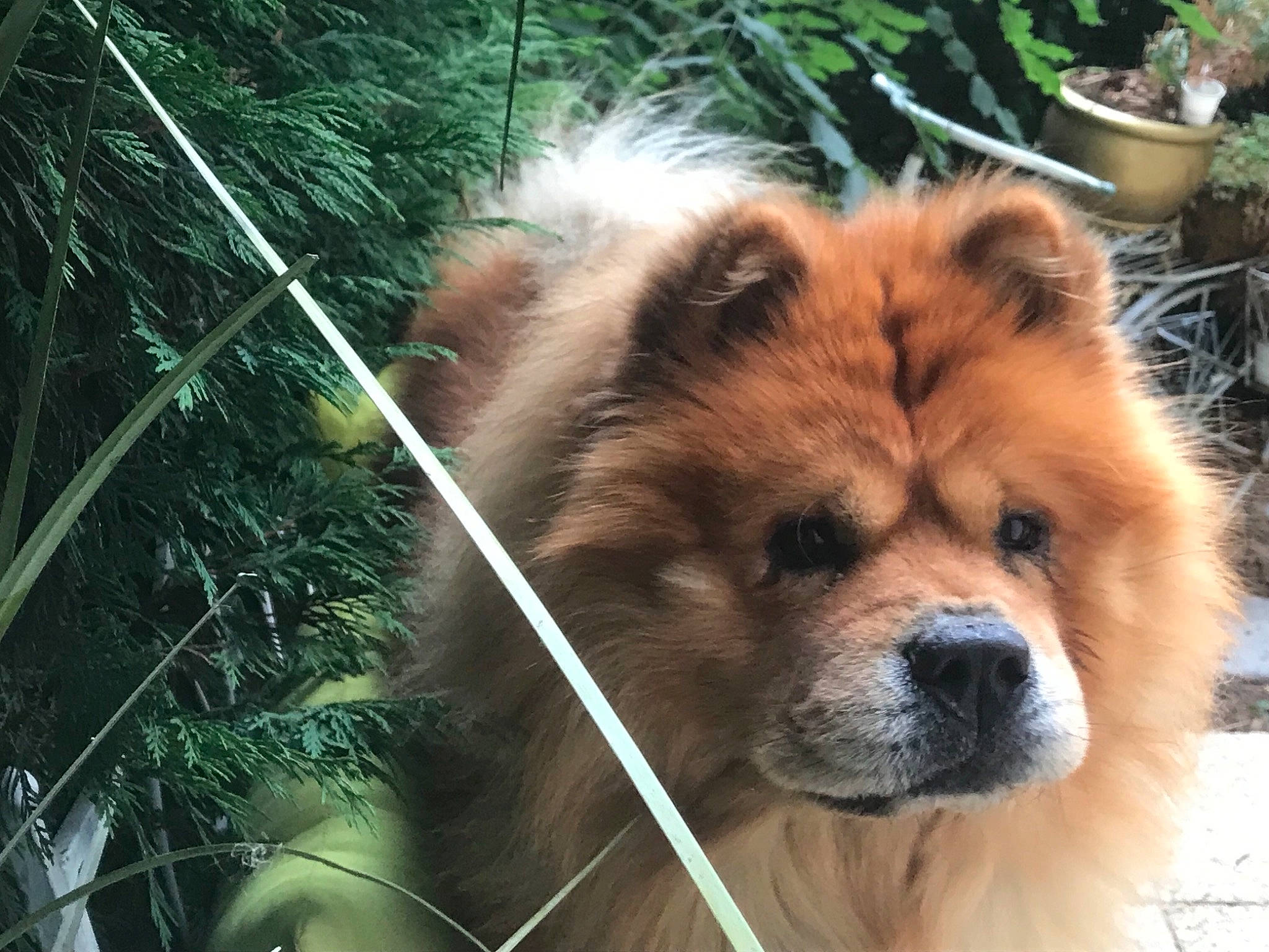 Bouba participe au concours pour gagner de l'argent avec cette photo : akita, ancient_dog_breeds, canidae, carnivore, chow_chow, companion_dog, dog, dog_breed, eurasier, fawn, german_spitz_mittel, mammal, non_sporting_group, plant, pomeranian, puppy, snout, sporting_group, vertebrate