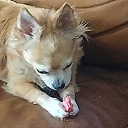 Monster joined the competition — help win amazing prizes! animal, brown_leather_couch, canine, chewing, companion, cute, dog, domestic, ears, fluffy, focused, fur, indoor, paws, pet, relaxed, small_dog, snack, toy, treat