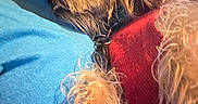 Gizmo is registered to the contest to win money with this photo: person, dog, indoor, close_up, snuggling, red_sweater, blue_shirt, curly_hair, pet, affection, face, fur, window, lamp, warm_light, texture, cozy, candid, home, companion