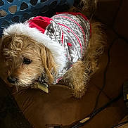 Gizmo is registered to the contest to win money with this photo: dog, pet, sweater, holiday, couch, indoor, brown, fluffy, fur, basket, plastic, cord, electrical, cozy, cute, small, animal, relaxed, clothing, companion