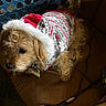 dog, pet, sweater, holiday, couch, indoor, brown, fluffy, fur, basket, plastic, cord, electrical, cozy, cute, small, animal, relaxed, clothing, companion