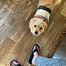 Gizmo is registered to the contest to win money with this photo: dog, small_dog, sweater, wooden_floor, flooring, person, legs, sandals, footwear, looking_up, indoor, casual, cozy, pet, cute, fur, tail, paw, human, clothing