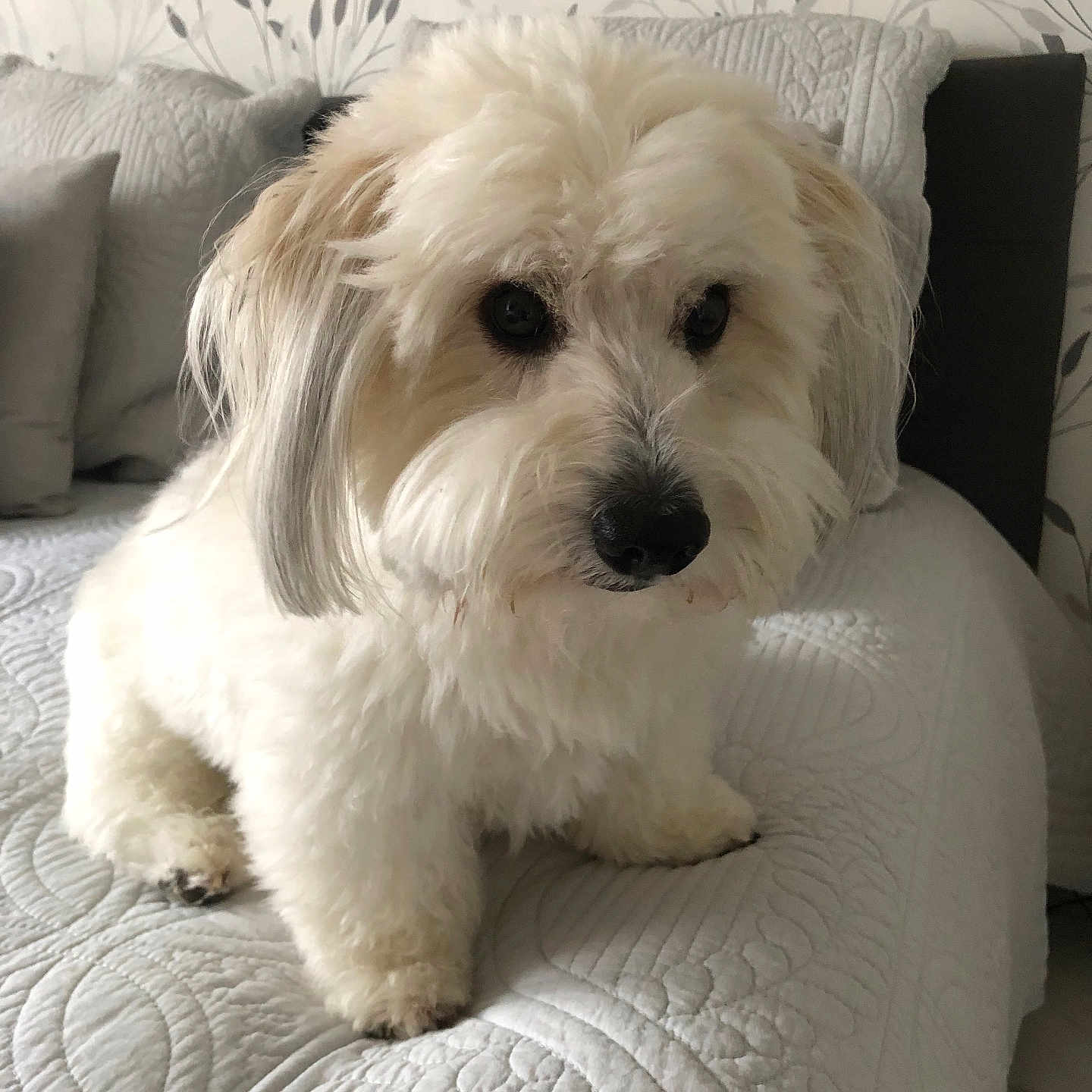 Nougat a rejoint le concours — aidez-le/la à gagner de superbes lots ! animal, bed, bedroom, blanket, canine, couch, cushion, dog, dogbed, eskimodog, furniture, homedecor, indoors, pet, pillow, poodle, puppy, terrier, white, whitedog