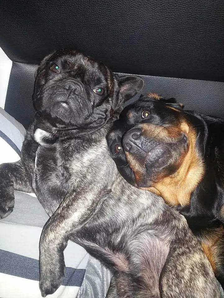 Nolanne. .gribouille a rejoint le concours — aidez-le/la à gagner de superbes lots ! animal, black_and_tan, brindle, close_up, companion, couch, cute, dog, domestic_animal, face, friendly, fur, head_tilt, indoor, leather, looking_at_camera, pet, resting, snuggling, two_dogs