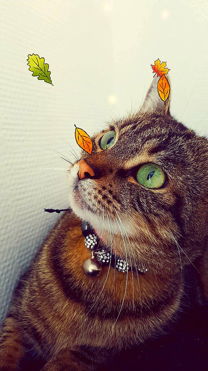 Tchi participe au concours pour gagner de l'argent avec cette photo : american_shorthair, american_wirehair, asian, british_shorthair, butterfly, carnivore, cat, domestic_short_haired_cat, european_shorthair, felidae, illustration, insect, membrane_winged_insect, small_to_medium_sized_cats, snout, tabby_cat, tail, whiskers