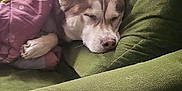 Sunny a rejoint le concours — aidez-le/la à gagner de superbes lots ! dog, sleeping, blanket, couch, green_couch, pet_hair, indoor, cozy, resting, fur, animal, canine, relaxed, comfort, home, nap, brown_dog, domestic, fur_pattern, blanket_pattern