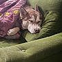 dog, sleeping, blanket, couch, green_couch, pet_hair, indoor, cozy, resting, fur, animal, canine, relaxed, comfort, home, nap, brown_dog, domestic, fur_pattern, blanket_pattern