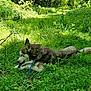 Sunny participe au concours pour gagner de l'argent avec cette photo : dog, husky, grass, forest, leash, stick, nature, outdoor, greenery, sunlight, trees, path, canine, animal, pet, lying_down, chewing, daylight, flora, wildlife