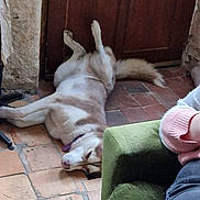 Sunny participe au concours pour gagner de l'argent avec cette photo : dog, husky, lying_down, relaxed, indoor, floor, wooden_door, tile_floor, furniture, green_armchair, person_partial, pink_sweater, paws_up, pet, domestic, home, resting, canine, collar, cozy