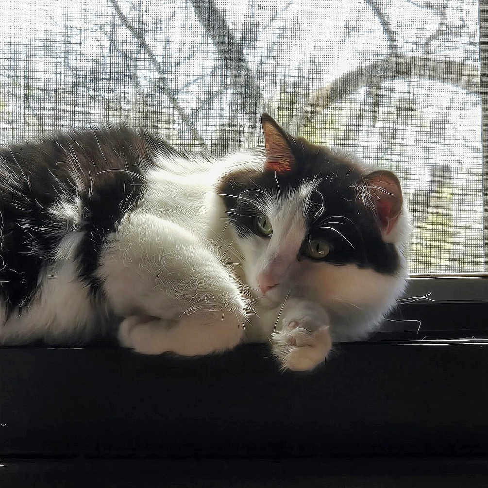 Panda joined the competition — help win amazing prizes! abyssinian, angora, animal, blackcat, bodypart, cat, couch, furniture, kitten, manx, mouth, person, pet, siamese, sleeping, window, windowsill