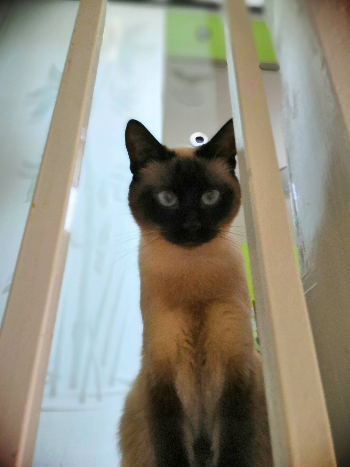 Minounette a rejoint le concours — aidez-le/la à gagner de superbes lots ! balinese, birman, burmese, carnivore, cat, eye, fawn, felidae, kitten, mammal, ojos_azules, siamese, small_to_medium_sized_cats, snout, snowshoe, thai, tonkinese, vertebrate, whiskers, window