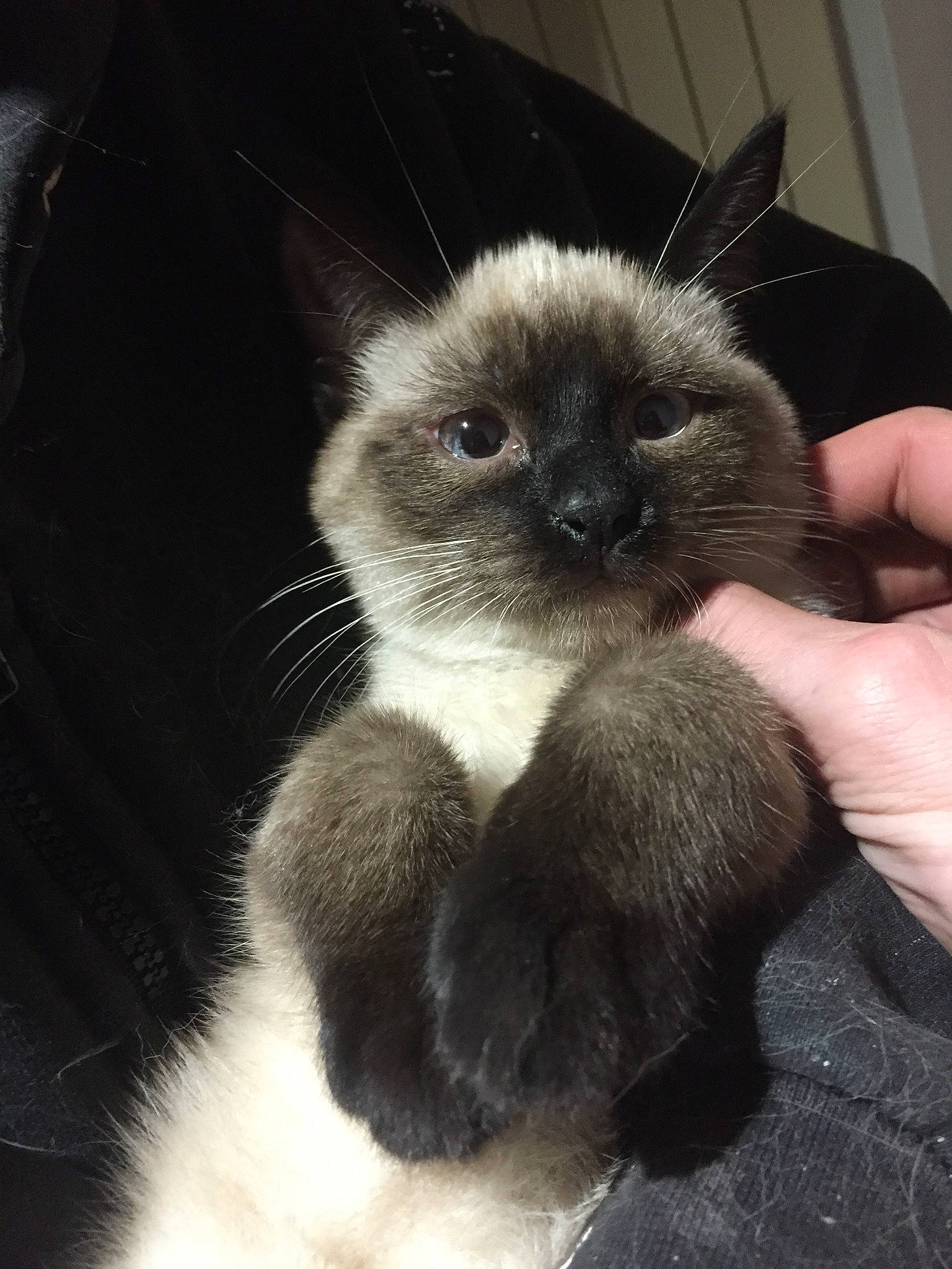 Minounette a rejoint le concours — aidez-le/la à gagner de superbes lots ! balinese, birman, carnivore, cat, claw, ear, felidae, fur, himalayan, kitten, mammal, nose, siamese, skin, small_to_medium_sized_cats, snout, thai, tonkinese, vertebrate, whiskers