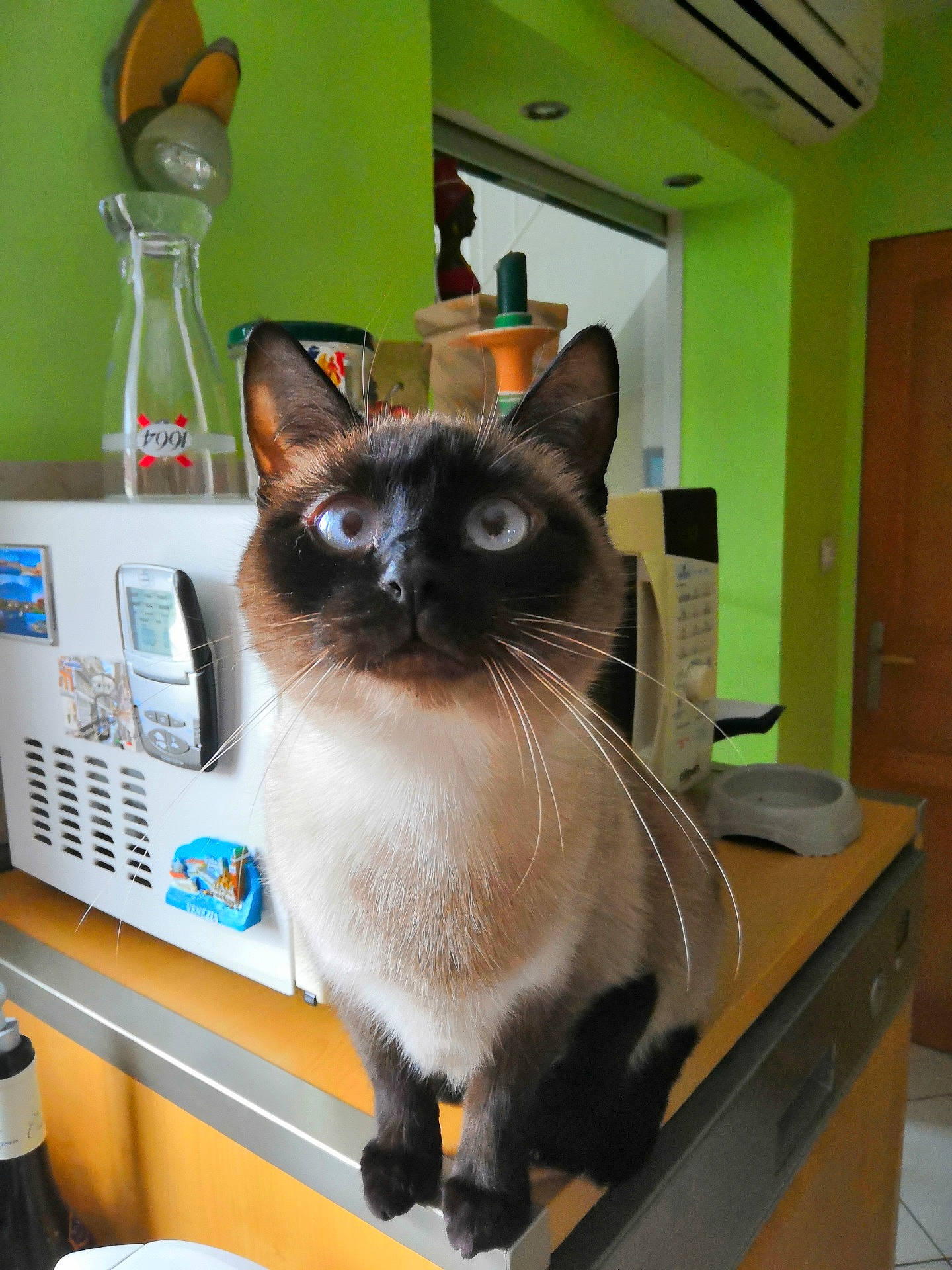 Minounette participe au concours pour gagner de l'argent avec cette photo : asian, balinese, birman, box, burmese, carnivore, cat, domestic_short_haired_cat, felidae, himalayan, kitten, mammal, ojos_azules, siamese, small_to_medium_sized_cats, snowshoe, thai, tonkinese, whiskers