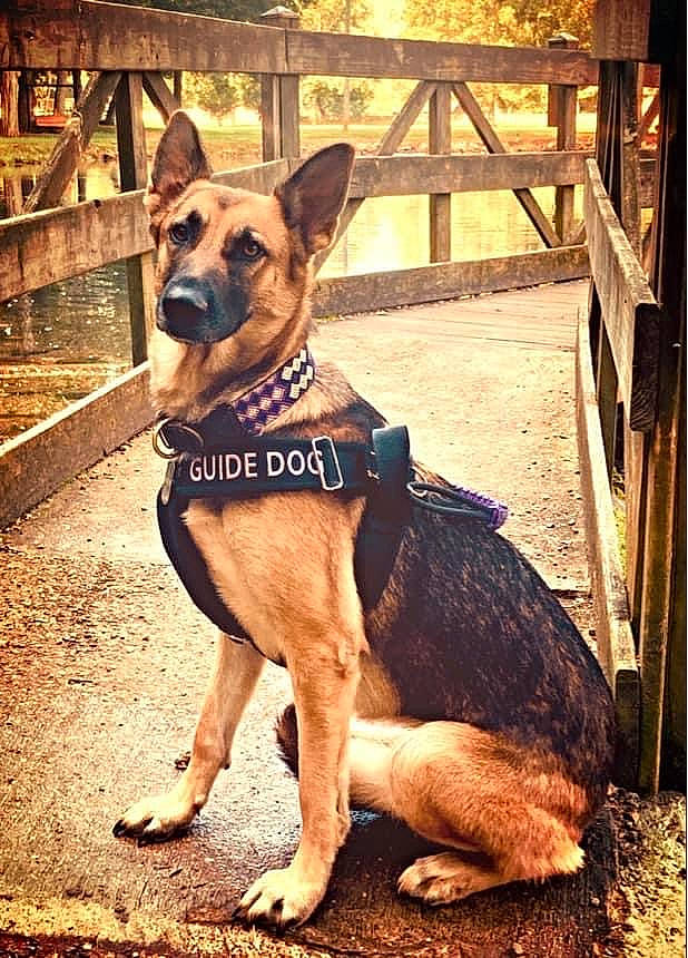 Rose is registered to the contest to win money with this photo: canidae, carnivore, collar, companion_dog, dog, dog_breed, dog_collar, dog_supply, fawn, fence, german_shepherd_dog, herding_dog, leash, old_german_shepherd_dog, pet_supply, plant, snout, sporting_group, window, working_animal