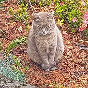 Souris a rejoint le concours — aidez-le/la à gagner de superbes lots ! animal, calm, cat, closeup, cute, daylight, flowers, fur, garden, gray_cat, leaf, mulch, nature, outdoor, peaceful, pet, plants, resting, shrub, sitting
