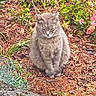 animal, calm, cat, closeup, cute, daylight, flowers, fur, garden, gray_cat, leaf, mulch, nature, outdoor, peaceful, pet, plants, resting, shrub, sitting