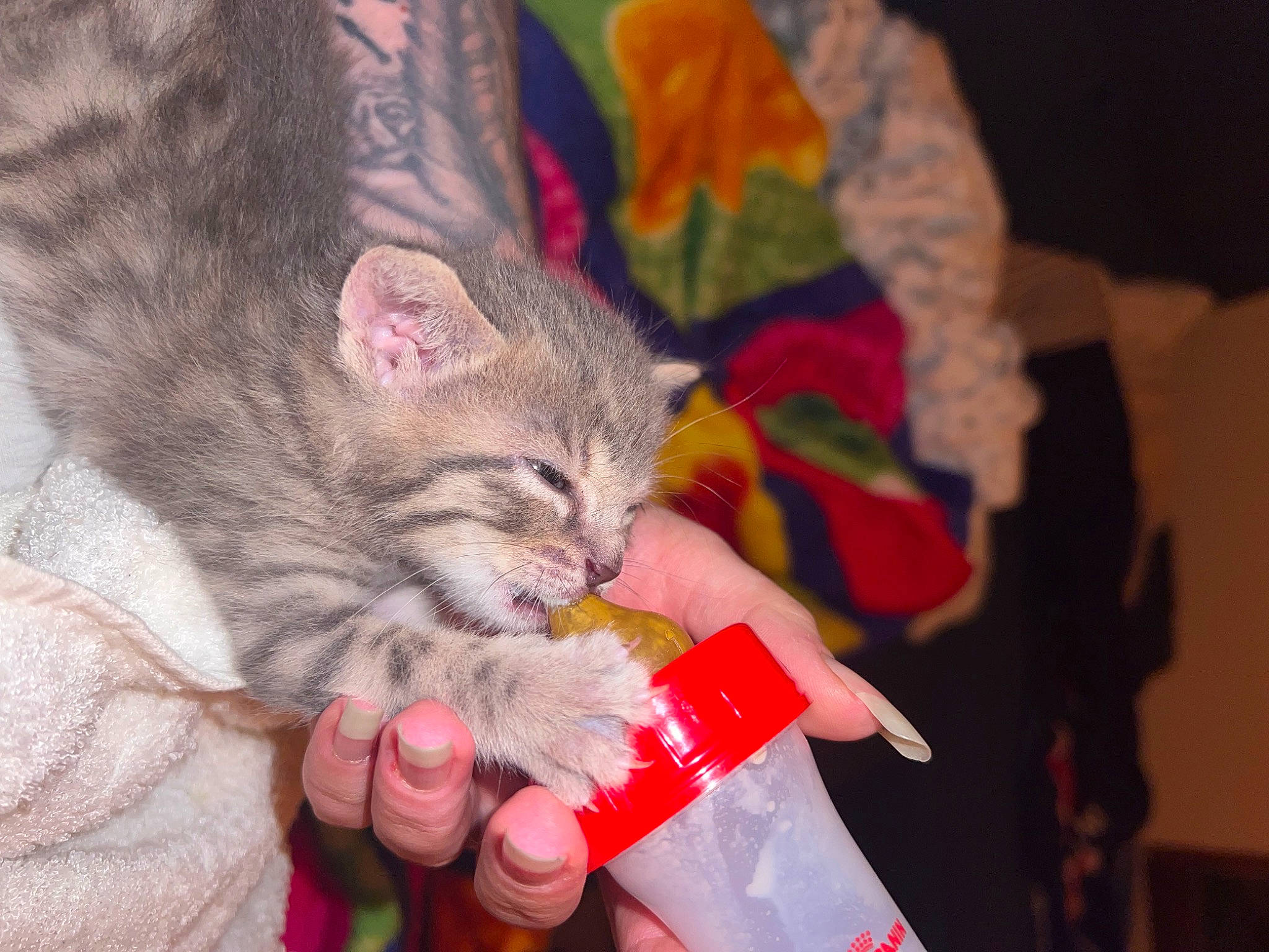 Nala a rejoint le concours — aidez-le/la à gagner de superbes lots ! carnivore, cat, claw, domestic_short_haired_cat, drinking, event, fawn, felidae, finger, fur, hand, holiday, lap, nail, paw, small_to_medium_sized_cats, tail, whiskers