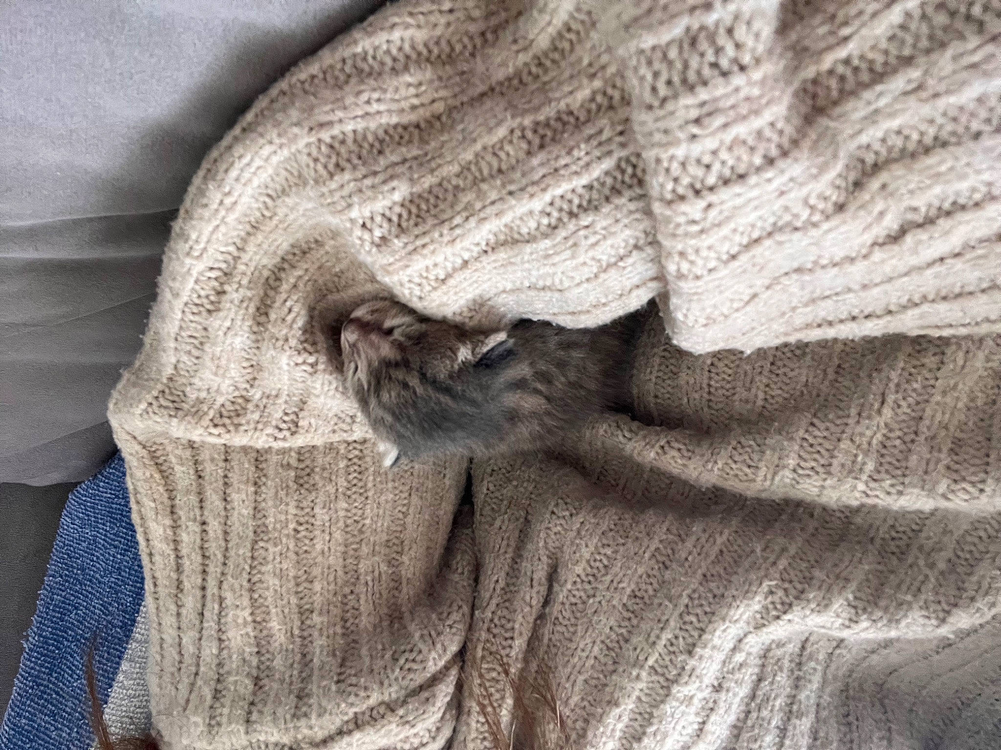 Nala a rejoint le concours — aidez-le/la à gagner de superbes lots ! beige, cat, comfort, denim, fur, grey, human_leg, knitting, linens, monochrome_photography, pattern, sleeve, t_shirt, textile, thread, weaving, wood, wool, woolen, woven_fabric