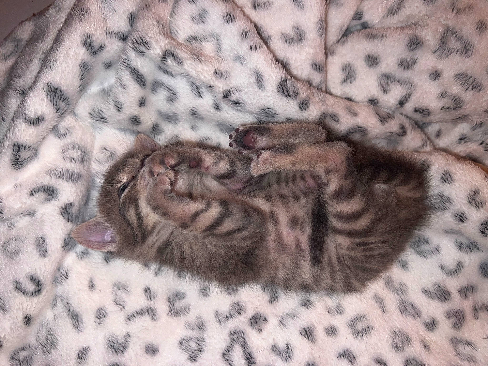 Nala participe au concours pour gagner de l'argent avec cette photo : brown, carnivore, cat, cat_bed, comfort, domestic_short_haired_cat, fawn, felidae, fur, grey, linens, liver, nap, pattern, paw, small_to_medium_sized_cats, tail, terrestrial_animal, vertebrate, whiskers