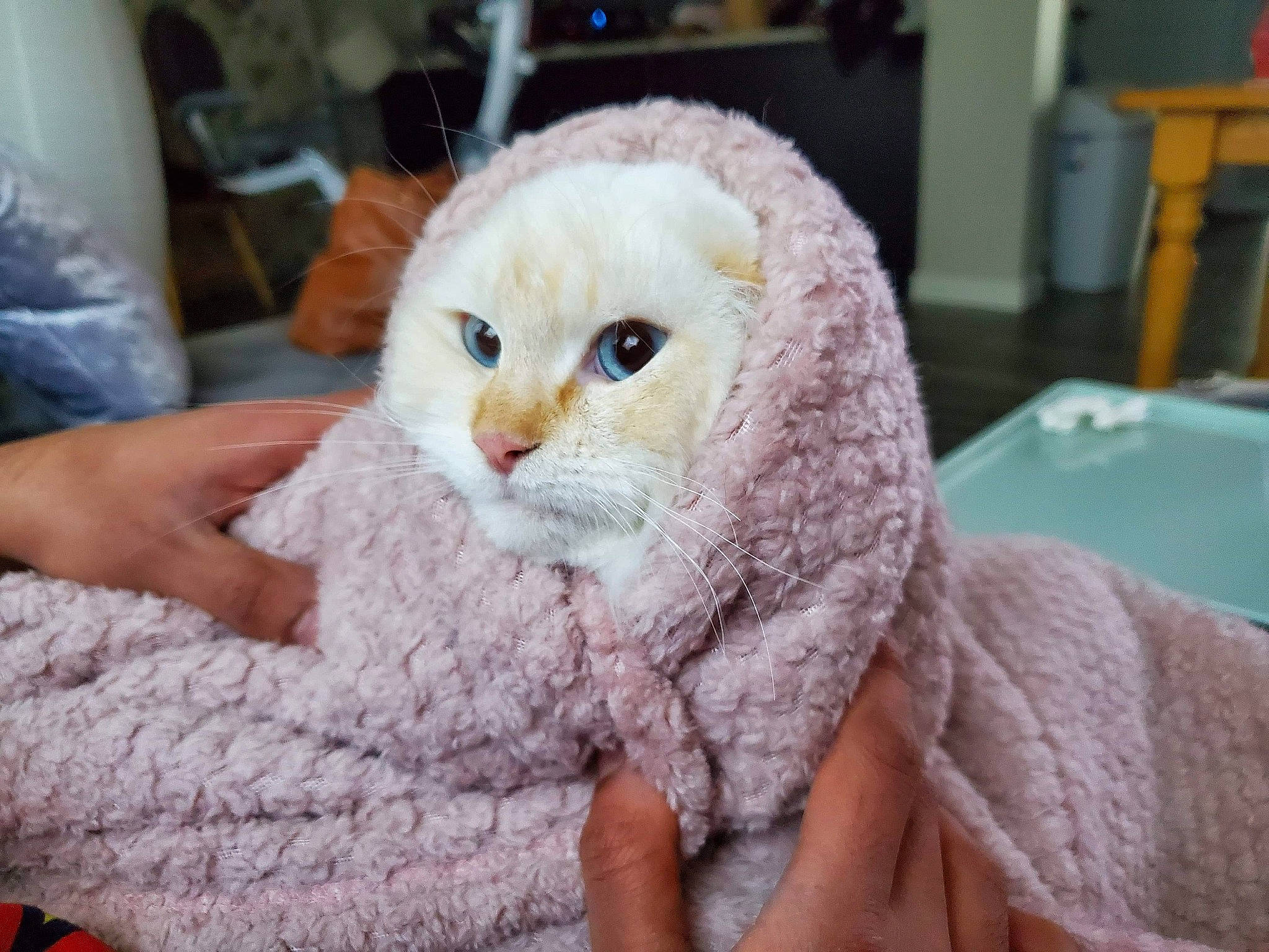 Fern joined the competition — help win amazing prizes! american_curl, asian, british_longhair, burmilla, carnivore, cat, felidae, fur, nail, scottish_fold, small_to_medium_sized_cats, turkish_angora, whiskers