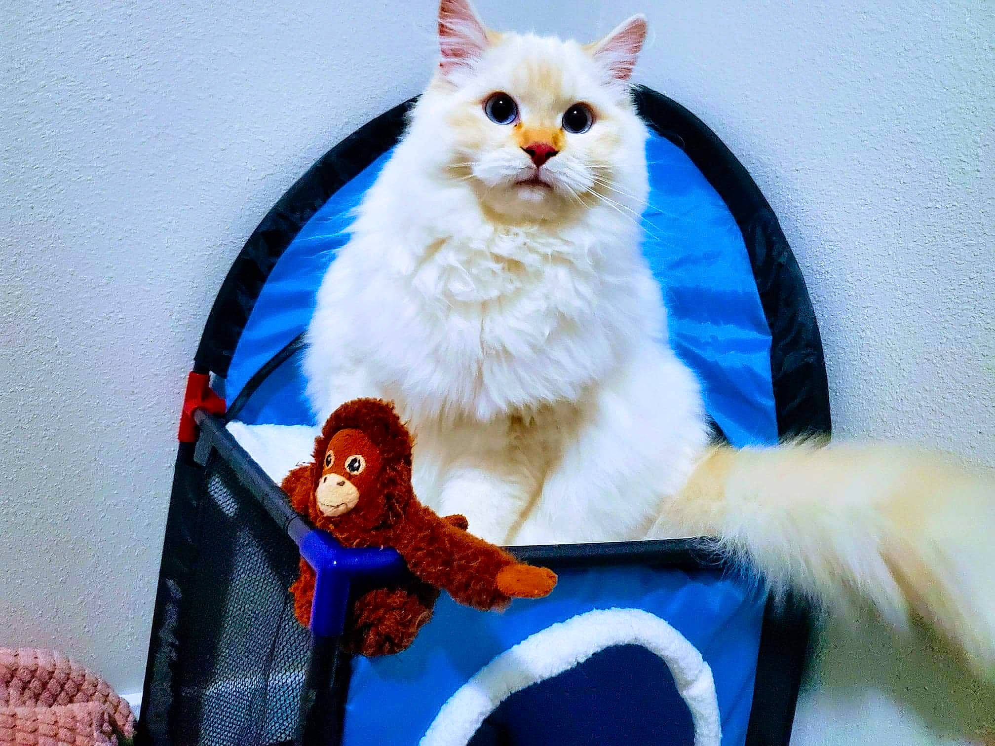 Fern joined the competition — help win amazing prizes! american_curl, asian, carnivore, cat, colorpoint_shorthair, felidae, japanese_bobtail, mammal, paw, persian, ragamuffin, ragdoll, small_to_medium_sized_cats, tail, turkish_angora, turkish_van, whiskers