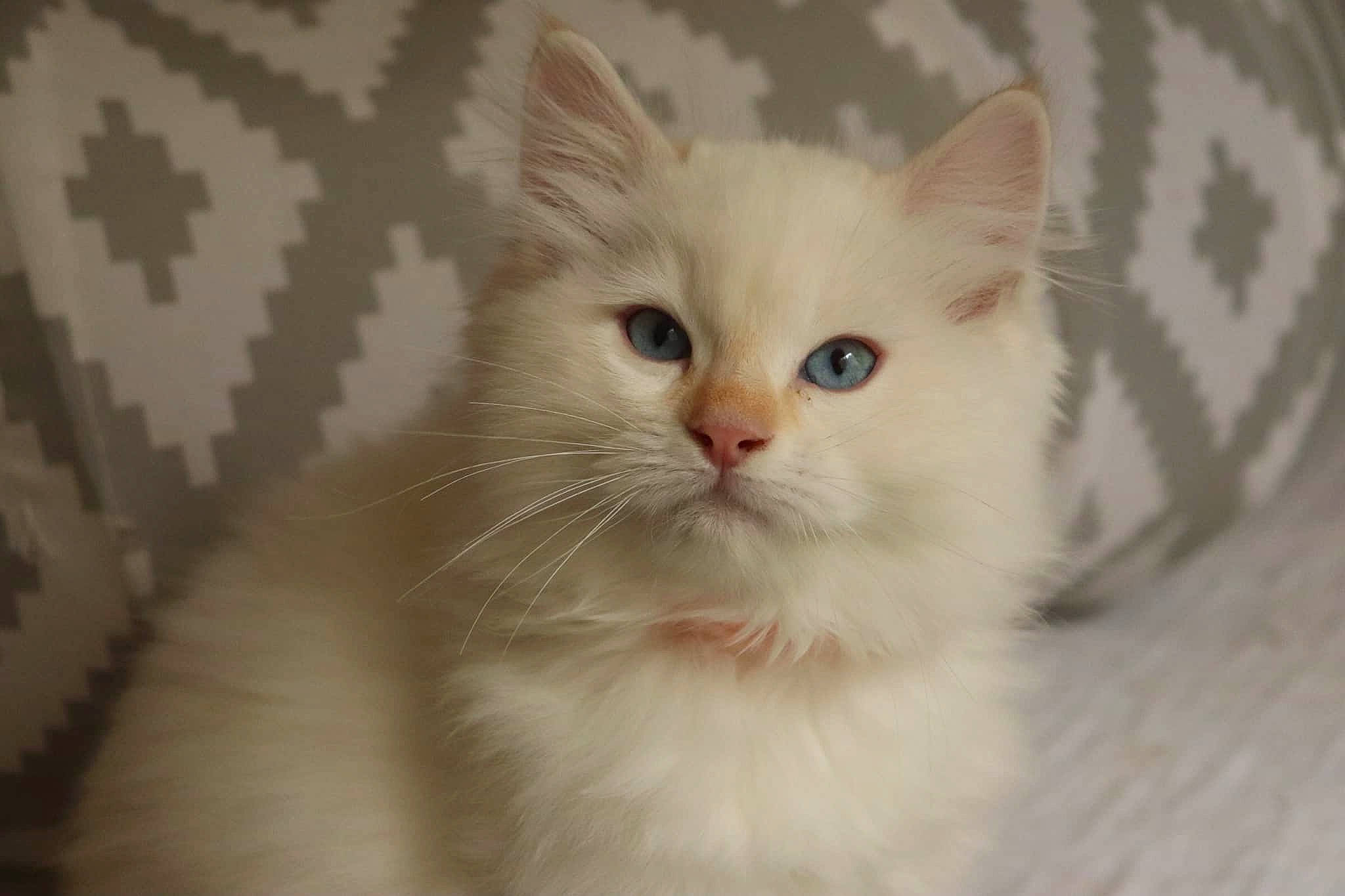 Fern joined the competition — help win amazing prizes! asian_semi_longhair, british_semi_longhair, burmilla, carnivore, cat, domestic_long_haired_cat, eye, felidae, fur, khao_manee, kitten, mammal, norwegian_forest_cat, ragamuffin, ragdoll, small_to_medium_sized_cats, turkish_angora, turkish_van, vertebrate, whiskers