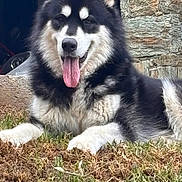 Digeuz participe au concours pour gagner de l'argent avec cette photo : dog, alaskan_malamute, fluffy, black_and_white, tongue_out, happy, smiling, outdoor, grass, lying_down, portrait, pet, canine, long_hair, pointed_ears, white_paws, facial_mask, rustic_background, stone_wall, wood