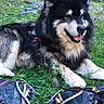Digeuz a rejoint le concours — aidez-le/la à gagner de superbes lots ! accessories, animal, bag, canine, clothing, dog, face, footwear, grass, handbag, husky, outdoors, pet, plant, puppy, rock, runningshoe, shoe, sneaker, soil