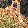 dog, german_shepherd, pet, animal, fluffy, long_hair, tan_fur, black_mask, tongue_out, sitting, lying_down, outdoor, grass, garden, bamboo, woodland, nature, portrait, alert, happy