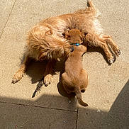 Shanelle participe au concours pour gagner de l'argent avec cette photo : dog, puppy, pet, animal, outdoor, sunlight, concrete, collar, scruffy, brown, fur, snuggling, friendship, playing, cute, canine, grass, shadow, pavement, resting