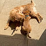 dog, puppy, pet, animal, outdoor, sunlight, concrete, collar, scruffy, brown, fur, snuggling, friendship, playing, cute, canine, grass, shadow, pavement, resting