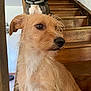 dog, stairs, wooden_stairs, scruffy_dog, brown_dog, second_dog, indoor, pet, animal, canine, fur, closeup, looking_away, house, domestic, two_dogs, portrait, side_view, alert, companion