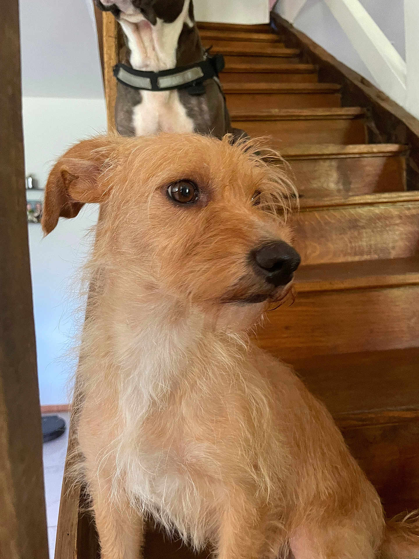 Shanelle participe au concours pour gagner de l'argent avec cette photo : dog, stairs, wooden_stairs, scruffy_dog, brown_dog, second_dog, indoor, pet, animal, canine, fur, closeup, looking_away, house, domestic, two_dogs, portrait, side_view, alert, companion